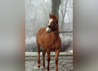 Paint Horse, Yegua, 1 año, 150 cm, Red Dun/Cervuno