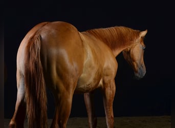 Paint Horse, Yegua, 1 año, 150 cm, Red Dun/Cervuno