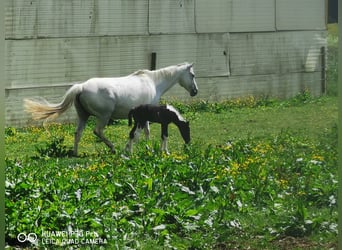 Paint Horse, Yegua, 1 año, 150 cm, Tobiano-todas las-capas