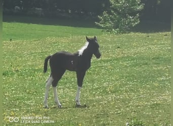 Paint Horse, Yegua, 1 año, 150 cm, Tobiano-todas las-capas