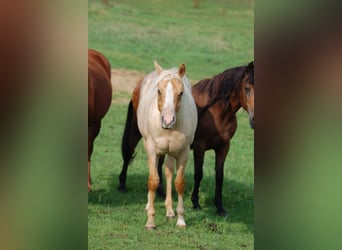 Paint Horse, Yegua, 1 año, 152 cm, Overo-todas las-capas