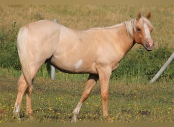 Paint Horse, Yegua, 1 año, 152 cm, Overo-todas las-capas