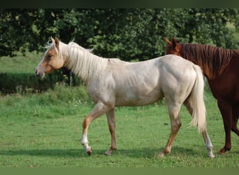 Paint Horse, Yegua, 1 año, 152 cm, Overo-todas las-capas