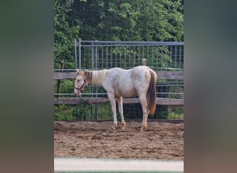 Paint Horse, Yegua, 1 año, 153 cm, Champán