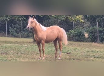 Paint Horse, Yegua, 1 año, 154 cm, Palomino