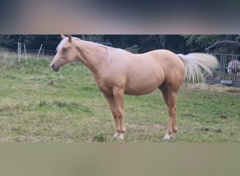 Paint Horse, Yegua, 1 año, 154 cm, Palomino