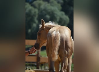 Paint Horse, Yegua, 1 año, 154 cm, Palomino