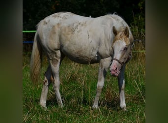 Paint Horse, Yegua, 1 año, 154 cm, Pío