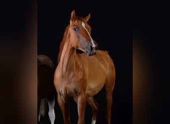 Paint Horse, Yegua, 1 año, 154 cm, Red Dun/Cervuno