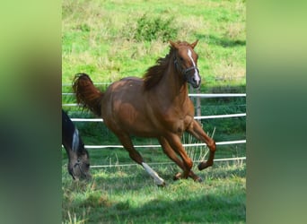 Paint Horse, Yegua, 1 año, 154 cm, Red Dun/Cervuno