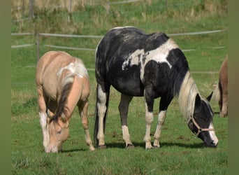 Paint Horse, Yegua, 1 año, 155 cm, Champán