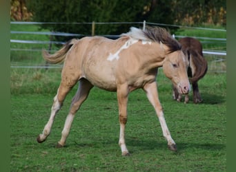 Paint Horse, Yegua, 1 año, 155 cm, Champán