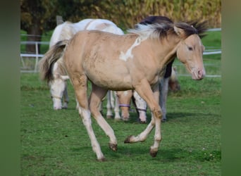 Paint Horse, Yegua, 1 año, 155 cm, Champán