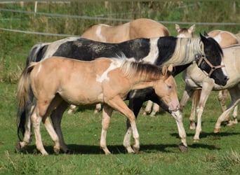 Paint Horse, Yegua, 1 año, 155 cm, Champán