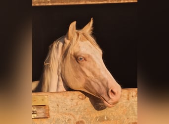 Paint Horse, Yegua, 1 año, 155 cm, Champán