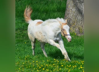 Paint Horse, Yegua, 1 año, 155 cm, Champán