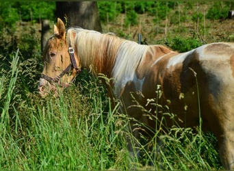 Paint Horse, Yegua, 1 año, 155 cm, Tobiano-todas las-capas