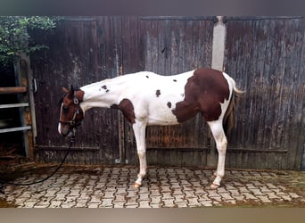 Paint Horse, Yegua, 1 año, 160 cm, Pío