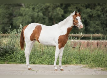 Paint Horse, Yegua, 1 año, Tobiano-todas las-capas