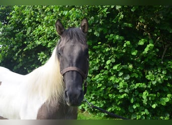 Paint Horse, Yegua, 2 años, 142 cm, Grullo