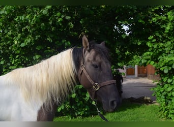 Paint Horse, Yegua, 2 años, 142 cm, Grullo