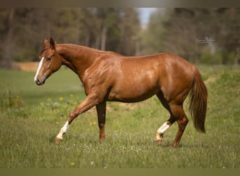 Paint Horse, Yegua, 2 años, 143 cm, Alazán