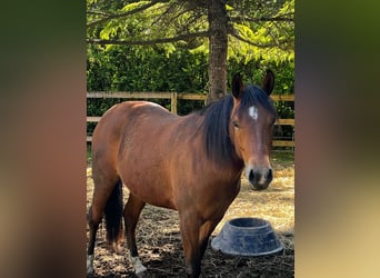 Paint Horse, Yegua, 2 años, 145 cm, Castaño rojizo