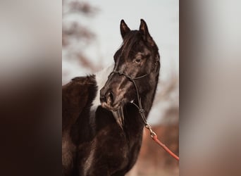 Paint Horse, Yegua, 2 años, 145 cm, Musgo