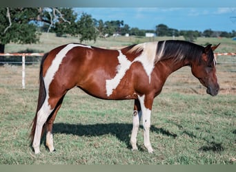 Paint Horse, Yegua, 2 años, 147 cm, Pío
