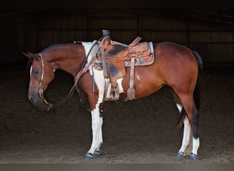 Paint Horse, Yegua, 2 años, 147 cm, Pío