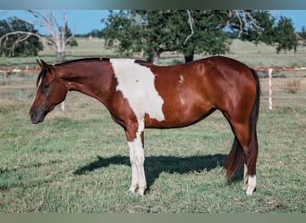 Paint Horse, Yegua, 2 años, 147 cm, Pío