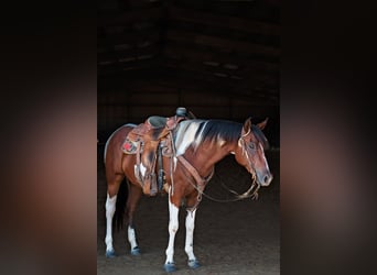 Paint Horse, Yegua, 2 años, 147 cm, Pío