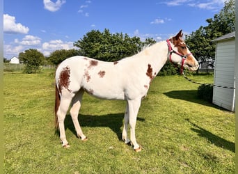 Paint Horse, Yegua, 2 años, 148 cm, Overo-todas las-capas
