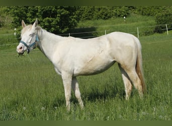 Paint Horse, Yegua, 2 años, 148 cm, Overo-todas las-capas