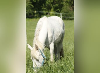 Paint Horse, Yegua, 2 años, 148 cm, Overo-todas las-capas