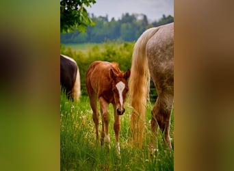 Paint Horse, Yegua, 2 años, 150 cm, Alazán