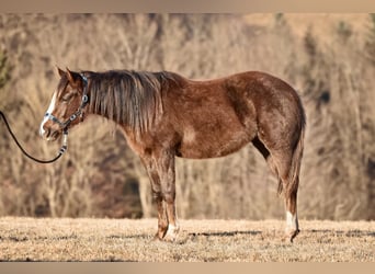 Paint Horse, Yegua, 2 años, 150 cm, Alazán-tostado