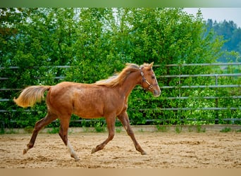 Paint Horse, Yegua, 2 años, 150 cm, Alazán