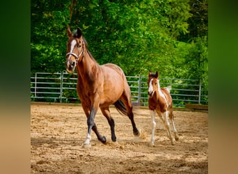 Paint Horse, Yegua, 2 años, 150 cm