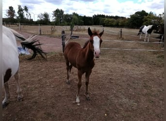 Paint Horse, Yegua, 2 años, 150 cm, Morcillo
