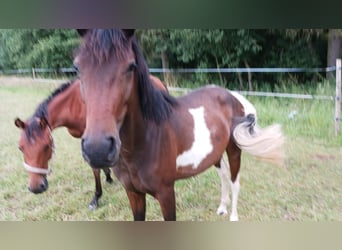 Paint Horse Mestizo, Yegua, 2 años, 150 cm, Pío