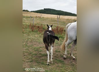 Paint Horse, Yegua, 2 años, 150 cm, Tobiano-todas las-capas