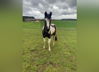 Paint Horse, Yegua, 2 años, 152 cm, Negro