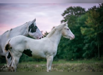 Paint Horse, Yegua, 2 años, 152 cm, Pío