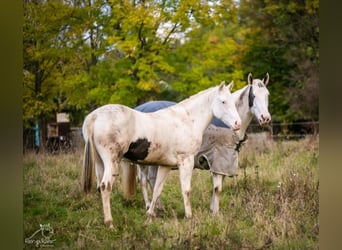 Paint Horse, Yegua, 2 años, 152 cm, Pío