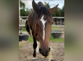Paint Horse, Yegua, 2 años, 152 cm, Tobiano-todas las-capas