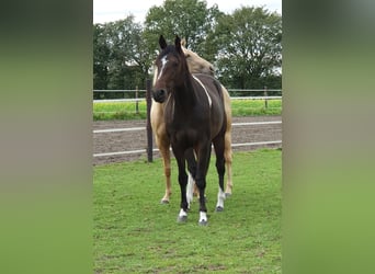 Paint Horse, Yegua, 2 años, 152 cm, Tobiano-todas las-capas