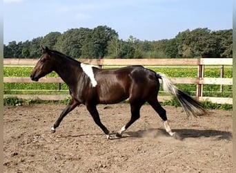 Paint Horse, Yegua, 2 años, 152 cm, Tobiano-todas las-capas