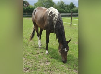 Paint Horse, Yegua, 2 años, 152 cm, Tobiano-todas las-capas