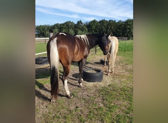 Paint Horse, Yegua, 2 años, 152 cm, Tobiano-todas las-capas